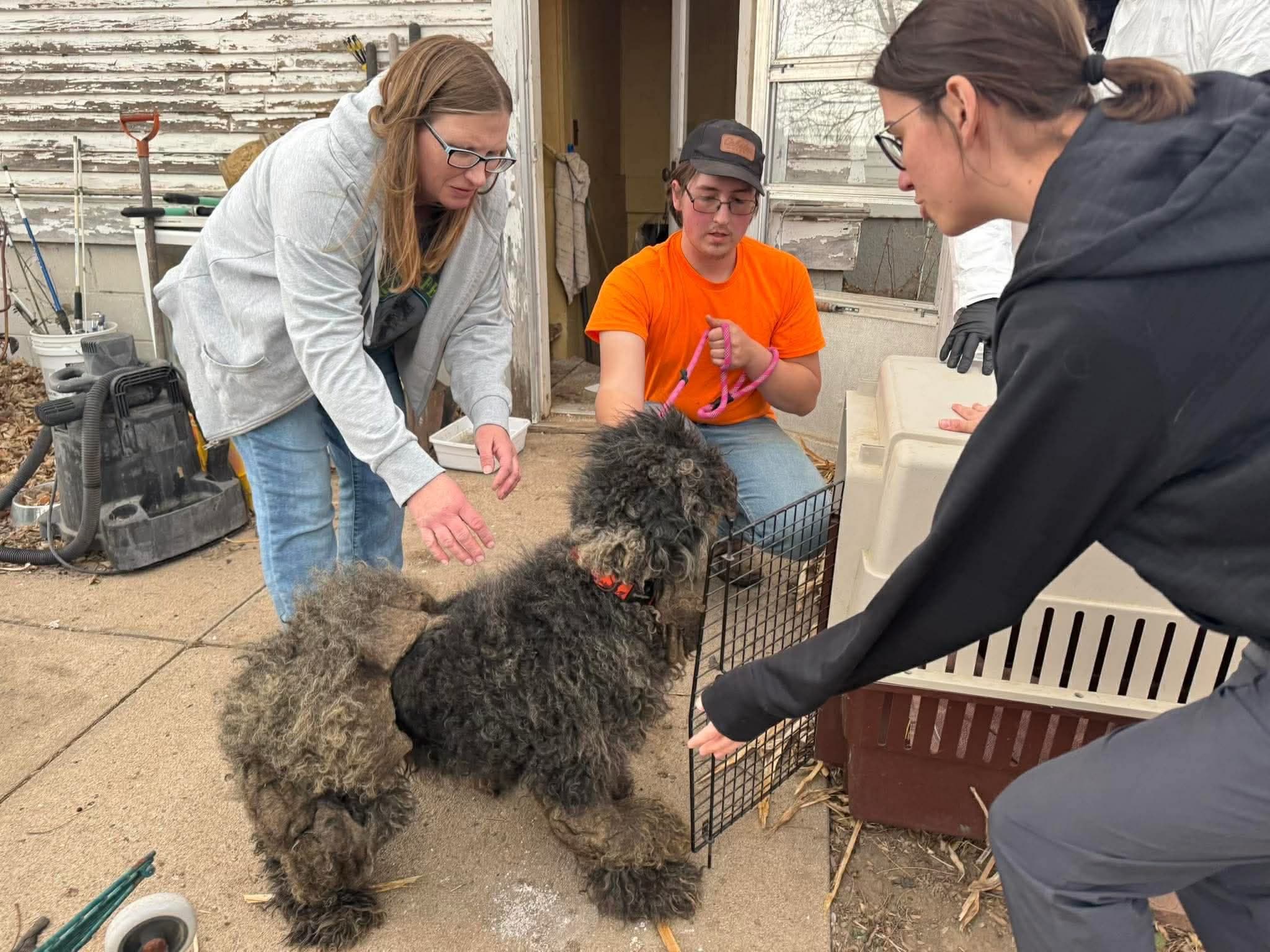 Several adults helping a curly-coated dog out of a crate